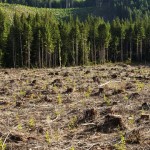 Maqedonia mbetet pa pyje për shkak të përfitimeve personale të ..